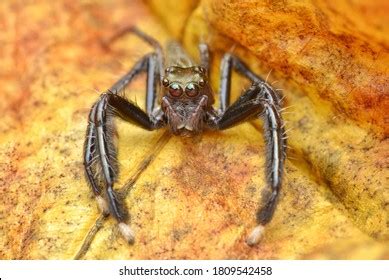 5 Six Spotted Scorpion Spider Images, Stock Photos & Vectors | Shutterstock