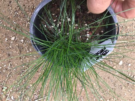 Festuca Glauca Blue Select - Local Seeds