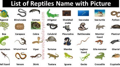 List Of Reptiles For Kids