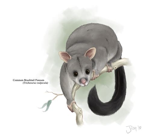 possum | Drawing cartoon characters, Possum, Character drawing