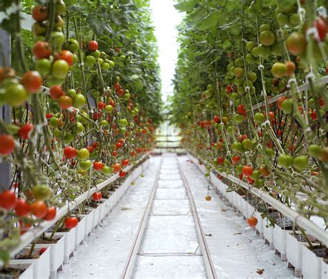 Growing Hydroponic Tomatoes with No Fresh Water, Soil, or Fossil Fuels