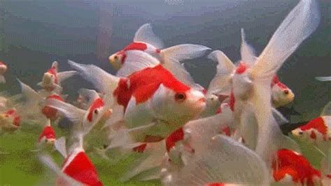 Fisch GIFs - 190 animierte GIF-Bilder - Kostenlos herunterladen!