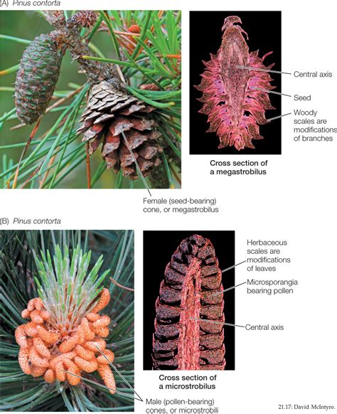 Diagram Of A Cone From A Conifer