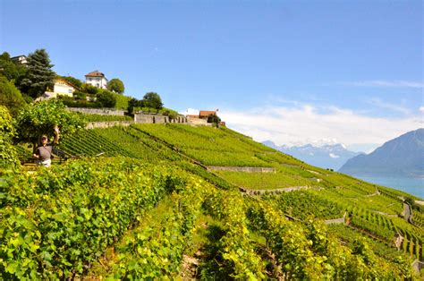 France Vineyard Wallpapers - Top Free France Vineyard Backgrounds - WallpaperAccess