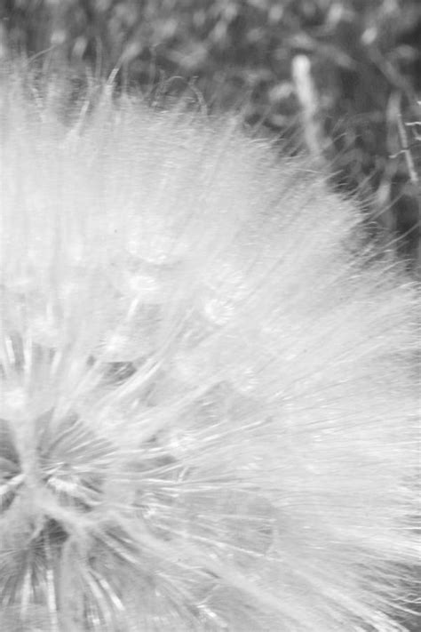 Soft Black and White Dandelion Seed Head Photograph by Angie DeShong - Fine Art America