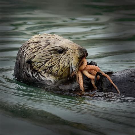 Sea Otter Eating Octopus Photograph by Cindy McIntyre - Fine Art America