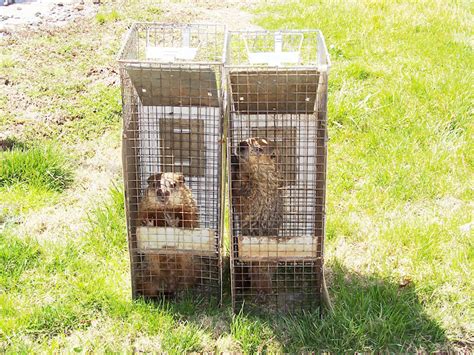 Groundhog Trapping, Removal, Control