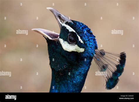 A Peacock calling Stock Photo - Alamy