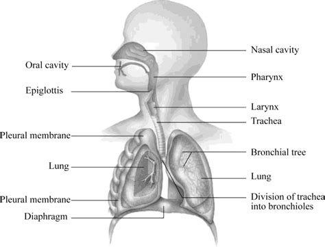 In the diagram below, label the parts of the respiratory system and the structures that enclose ...