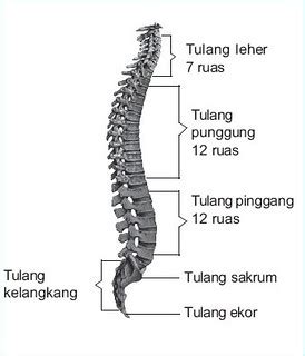 Saatnya Mengenal Bagian-Bagian Tulang Manusia - Kelas Pintar