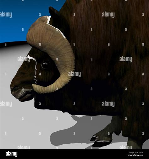 mouflon with horns Stock Photo - Alamy