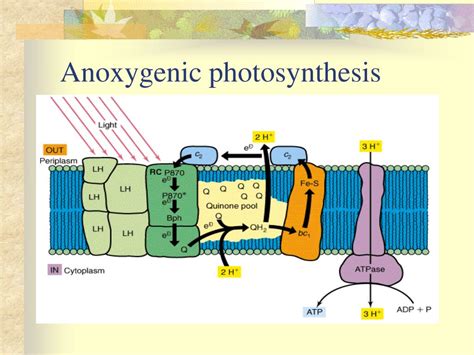 PPT - Bacterial Metabolism PowerPoint Presentation, free download - ID:3818739