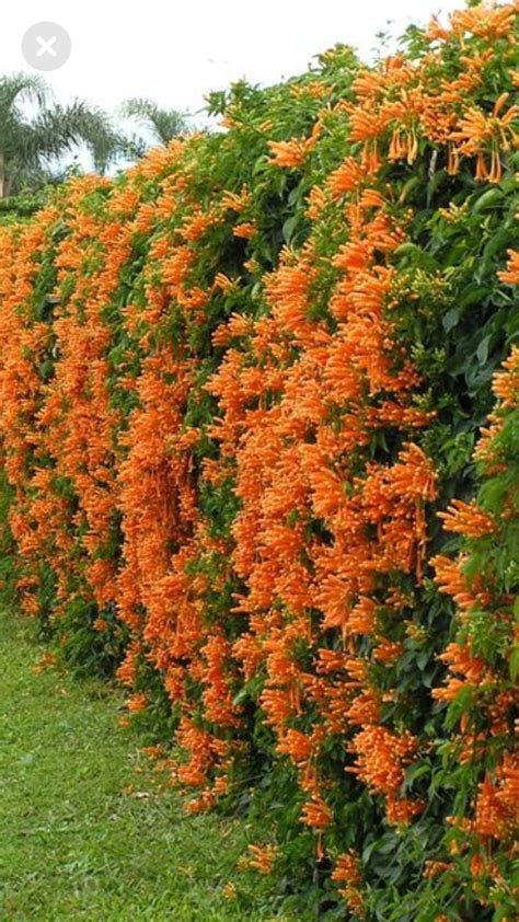 Pin by SLAVKA NEDELJAKOVA on Záhrady | Creepers plants, Outdoor flowering plants, Tropical ...