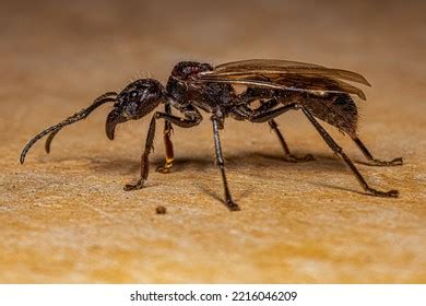 Adult Bullet Ant Queen Species Paraponera Stock Photo 2216046209 ...