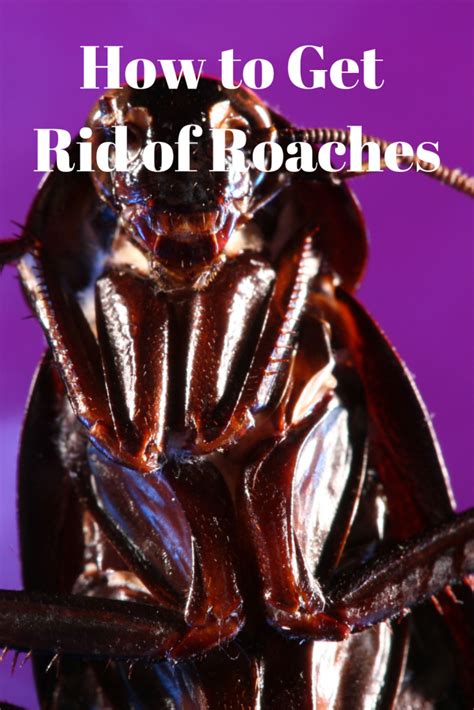 How to Get Rid of Roaches