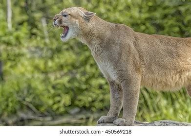 214 Mountain Lion Growl Images, Stock Photos & Vectors | Shutterstock