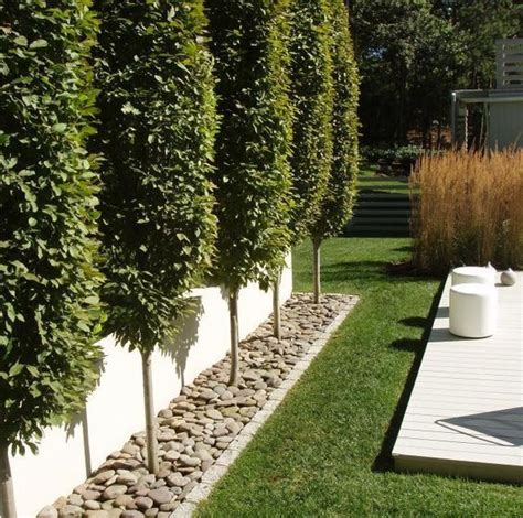 Hornbeam trees for fence line: | Modern garden landscaping, Garden landscape design, Privacy ...