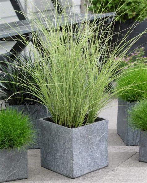 Best Ornamental Grasses for Containers | Growing Ornamental Grass ...