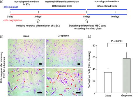 A case study for autologous stem cell based therapy. (a) An in vitro ...