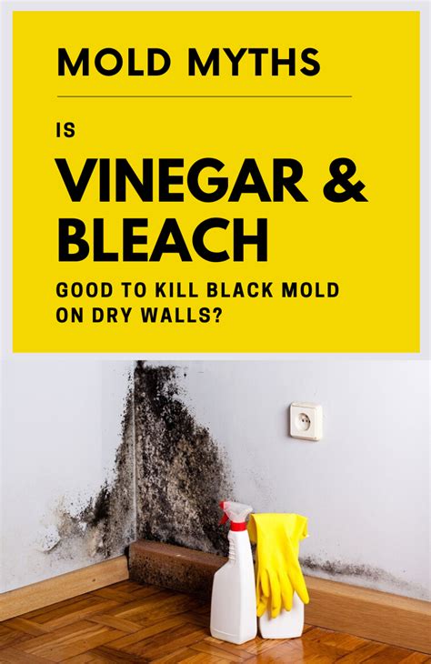 Mold Myths! Is Vinegar And Bleach Good To Kill Black Mold On Dry Walls ...