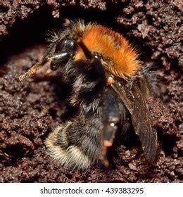 2,488 Hibernation Insects Images, Stock Photos & Vectors | Shutterstock