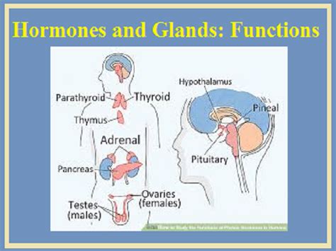 Glands and hormones in human body