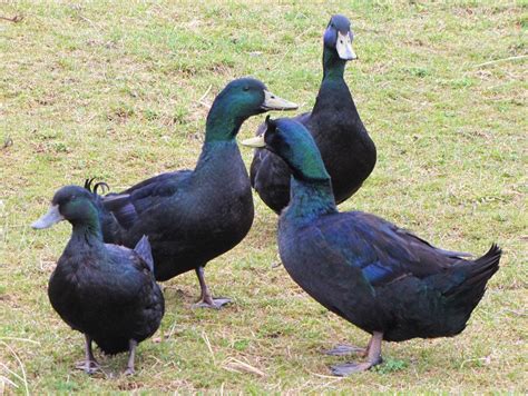Cayuga Ducks | Duck breeds, Duck and ducklings, Pet ducks