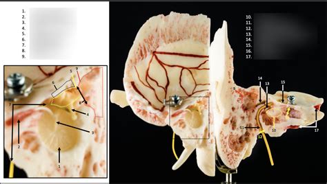 Ear canal Diagram | Quizlet