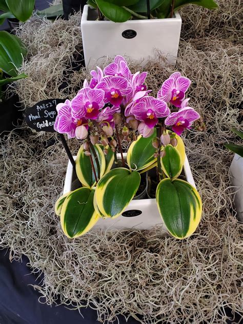 Went to the NJ orchid show yesterday. Such beautiful displays! I wasn't ...