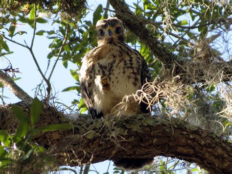 Scenes from a Red-shouldered Hawk nest » Powered by Birds