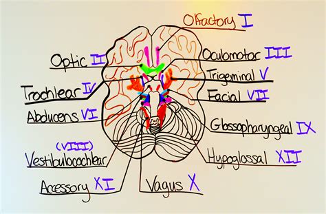 How to Remember the Cranial Nerves