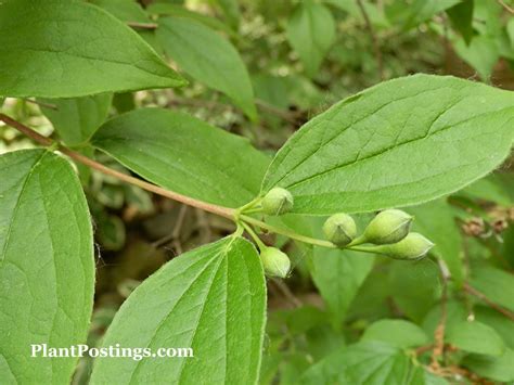 PlantPostings: Plant of the month:Mock Orange