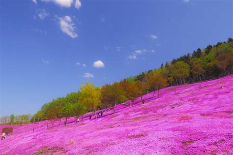 Flower | Hokkaido Treasure | Hokkaido Treasure Island Travel Inc.