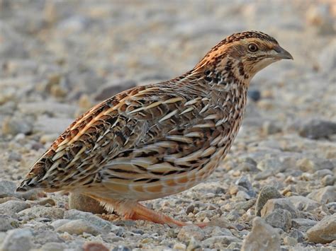 Common Quail - eBird