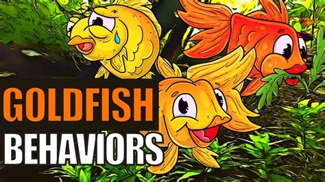 Goldfish Behavior | What Do These Goldfish Behaviors Mean? - YouTube in 2021 | Goldfish ...