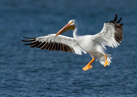 american white pelican in flight | Birds | Pinterest