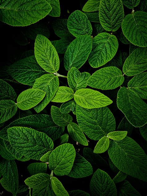 Download Quaint Leaves Green Phone Wallpaper | Wallpapers.com