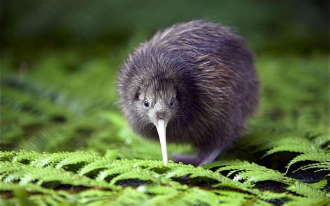 Online crop | HD wallpaper: Animal, Kiwi, Bird | Wallpaper Flare