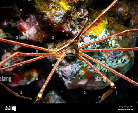 Close up of an Eastern Atlantic Arrow Crab (Stenorhynchus lanceolatus ...