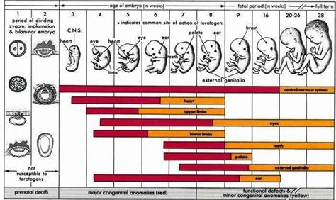 diagram stages pregnancy | Anatomy System - Human Body Anatomy diagram and chart images