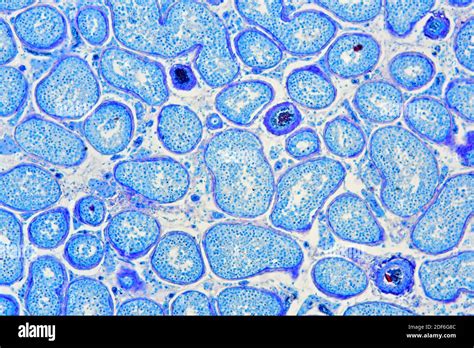 Human Cell Under Microscope