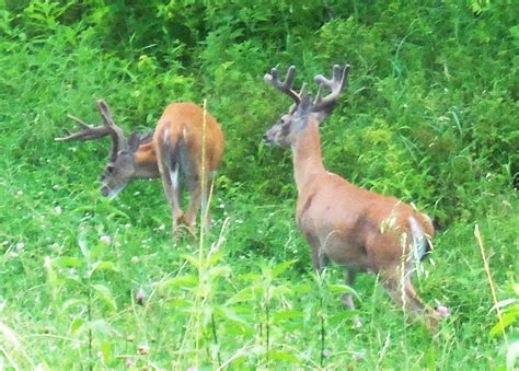 HoCo Connect: Surprising Wildlife in Columbia