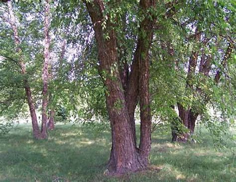 River birch | Tree, Leaf, Wood, & Facts | Britannica