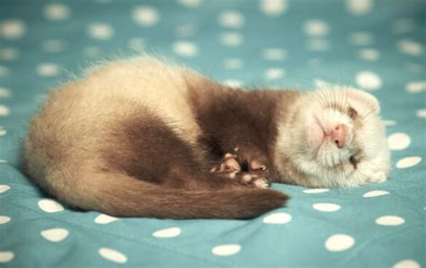 Ferrets Sleeping - The Only Guide You Need - Pets Gal