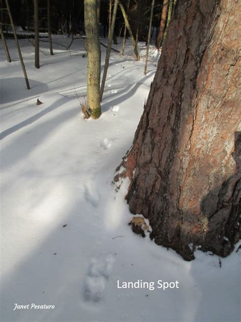 American Marten Tracks and Sign - Winterberry Wildlife