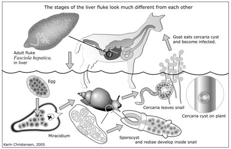 The Biology of the Goat