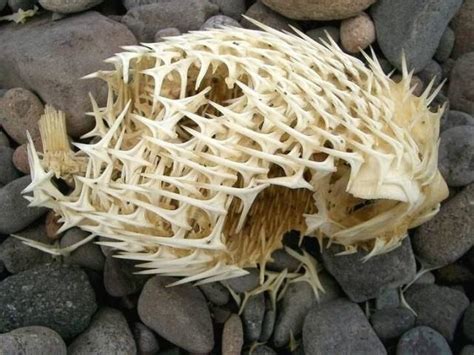 25 fotos perfeitas | Puffer fish, Fish skeleton, Nature photos