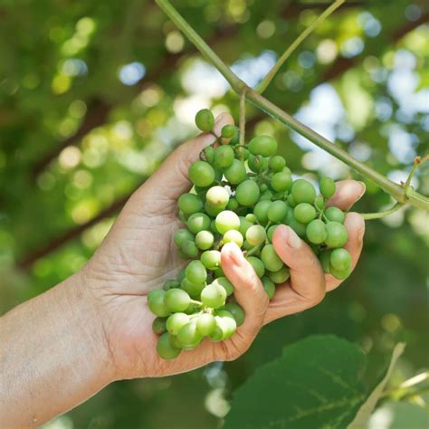 All About Sour Grapes - Minneopa Orchards