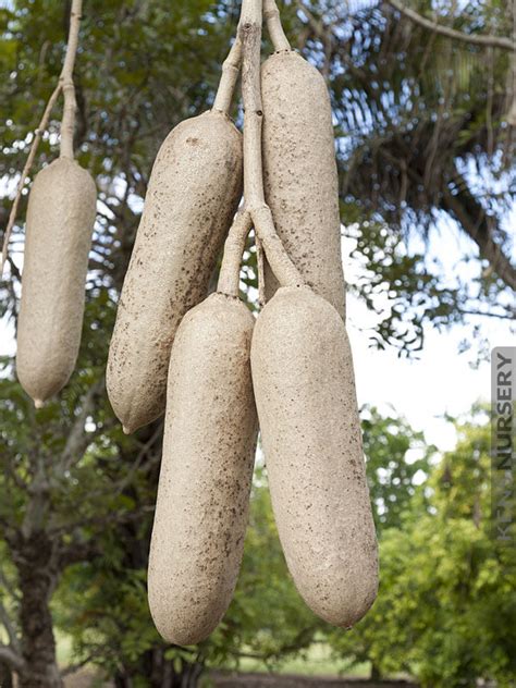 Giant Sausage Tree Kigelia Africana – Kens-Nursery