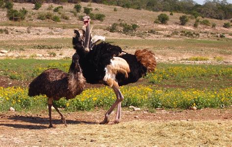 Emu vs Ostrich | This Ostrich was very angry at the emu. Tum… | Flickr